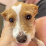 Mischling Tabbert, 09/2022, ca. 45 cm