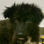 Mischling Momo, 20.08.2022, wird ca. 55 cm, 69257 Wiesenbach