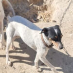 Bodeguero Mischling Alena, 01 / 2019, ca. 35 cm