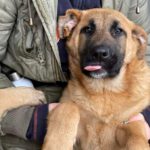 Malinois Mischling Angelo, 08/2022, ca. 65-75 cm