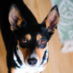 Bodeguero Ariel, 07/2021, ca. 40cm, 22927 Großhansdorf