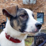 Dalmatiner Border Collie Mischling Balto, 20.02.2022, ca. 55 cm, 21337 Lüneburg