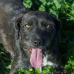 Mischling Betty, 07.2021, ca. 44 cm