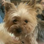 Yorkshire Terrier Cloe, 02/2022, ca.25 cm, 61381 Friedrichsdorf