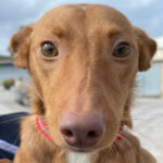 Podenco Coco, 08.2021, ca. 43cm