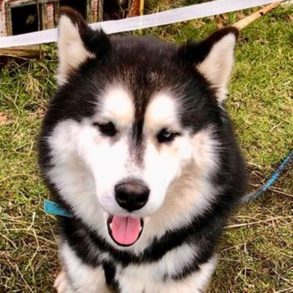 Sibirian Husky Corazon, 12/2019, ca. 50 cm, 22547 Hamburg