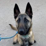 Malinois Dama, 04/2022, ca. 55 cm, 94036 Passau