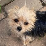 Yorkshire Terrier Duna, 04/2022, ca. 25 cm, 61381 Friedrichsdorf