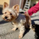 Yorkshire Terrier Enya, 10/2012, ca. 25 cm, 61191 Rosbach vor der Höhe