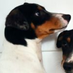 Bodeguero Ewald, 06/2022,ca. 40 cm