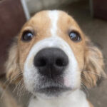 Mischling Gatsby, 10/2022, ca. 50 cm