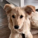 Mischling Gitti, 09/2022, ca. 50 cm, 20255 Hamburg