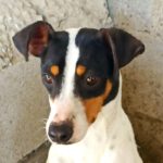 Bodeguero Gretchen, 02/2021, 35-40 cm