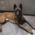 Malinois Hercules, 04/2018, ca. 60 cm