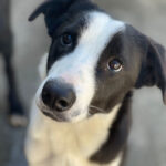 Labrador-Mischling Izzy, 01/2021, 53 cm