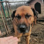 Rhodesian Ridgeback Mischling Jamek, 01/2019, ca. 55 cm