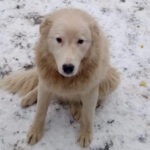 Griechischer Schäferhund Jasper, 02/2022, ca. 65 cm, 09306 Königshain-Wiederau