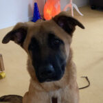 Malinois Mischling John, 08/2022, ca. 65-75 cm, 25451 Quickborn