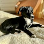 Mischling Kira, 09/2022, ca. 50 cm, 50859 Köln