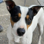 Bodeguero-Mischling Lucas, 09 / 2021, 40 – 45 cm