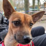 Mischling Macy, 10/2021, 40 cm, 12557 Berlin