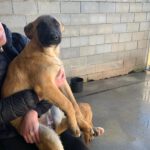 Malinois Mischling Maite, 08/2022, ca. 60-70 cm