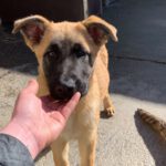 Malinois Mischling Maite, 08/2022, ca. 60-70 cm