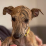 Galgo Merida, 11/2022, Endgröße ca. 63 cm