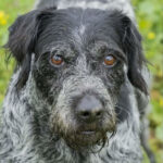 Mischling Mini, 03.2014, ca. 47 cm