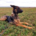 Schäferhund Mischling Muffin, 02/2022, ca. 55 cm, 38855 Wernigerode