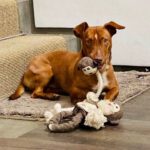 Podenco Maneto Murray, 08/2020, ca. 40 cm, 14513 Teltow
