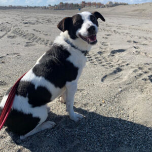 Jack-Russell Mischling Nico, 04/2020, 35cm