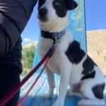 Jack-Russell Mischling Nico, 04/2020, 35cm