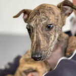 Galgo Olaf, 11/2022, Endgröße ca. 70 cm