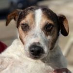 Bodeguero Oldie, 02/2013, ca. 40 cm