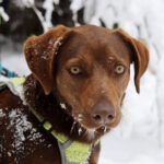 Mischling Oreo, 03/2021, ca. 50 cm, 83627 Warngau