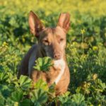Podenco Maneto Pastora, 10/2017, ca. 30 cm