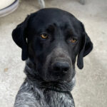 Deutsch Kurzhaar-Mischling Picasso, 08/2021, 50 cm