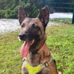 Malinois Pipa, 01.02.2020, 50 cm, 53229 Bonn