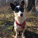 Bodeguero- Fox-Terrier-Mischling Pirata, 10/2015, ca. 37 cm, 16225 Eberswalde