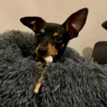 Pinscher Pumucky, 05/2022, 30 cm, 12487 Berlin