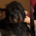 Wasserhund Rufo, 04/2011, ca. 50 cm, 30559 Hannover