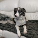 Mischling Saraby, 08/2022, ca. 55 cm, 66346 Püttlingen