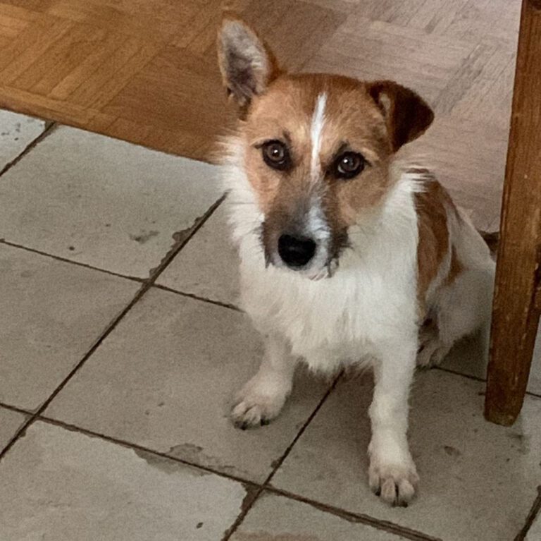 Jack Russell Mischling Scrumpy SALVA Hundehilfe e.V.