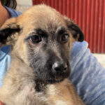 Malinois Mischling Shakira, 10/2022, ca. 50-60cm