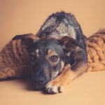 Mischling Snoopy, 05/22, ca. 53 cm, 45889 Gelsenkirchen