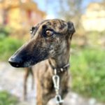 Galgo Espanol Violeta, 06/2021, ca. 63 cm