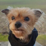 Yorkshire Terrier Manja, 04.01.2018, 20 cm, 21244 Buchholz