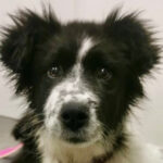 Mischling Marla, 20.08.2022, ca. 55 cm, 69257 Wiesenbach