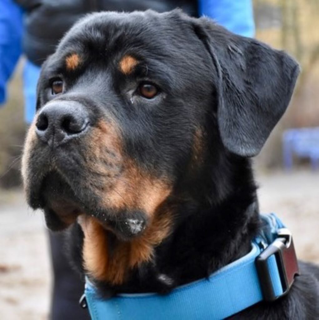 Rottweiler Zeus hat jetzt ein Zuhause! - SALVA Hundehilfe e.V.